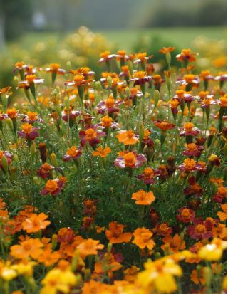 Signet marigold - zmes semien - 600 semien - Tagetes tenuifolia - semená