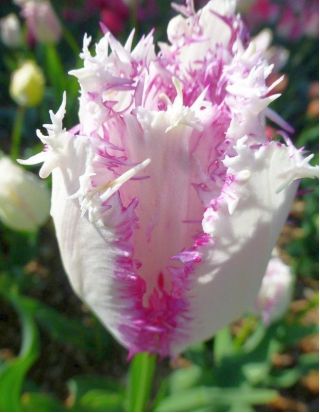 Karta Tulipa Aria - Tulip Aria Card - 5 květinové cibule - Tulipa Aria Card