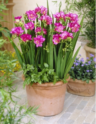Pink double freesia - Pink - Large Pack! - 100 st.