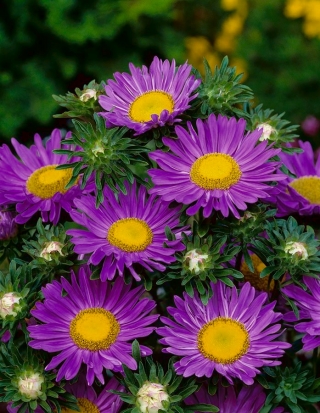 矮人翠菊“Pepite” - 紫色 - Callistephus chinensis  - 種子