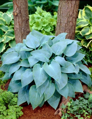 Hosta &#39;Kanada sinine&#39;; plantain liilia, giboshi - 
