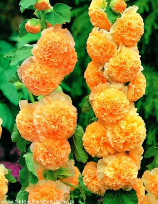 Alcea, Hollyhocks Πορτοκάλι - βολβός / κόνδυλος / ρίζα - Althaea rosea