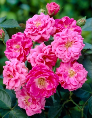 "Elmshorn" park rose - seedling