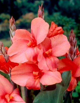 Canna lily - Тирол - 