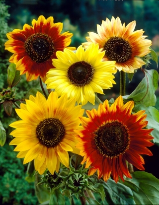 Okrasná slnečnica - Jesenná krása - 100 g - 