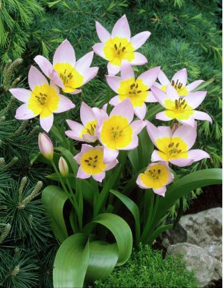 Tulipan Saxatilis - pakke med 5 stk - Tulipa Saxatilis