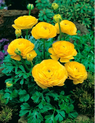 Renoncules - jaune - paquet de 10 pièces - Ranunculus