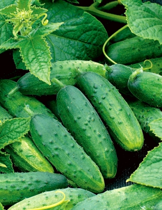 Cucumber 'Hugon' - early, extremely productive variety for preserves