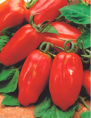 BIO - Greenhouse tomato "Marzano 2" - certified organic seeds - 225 seeds