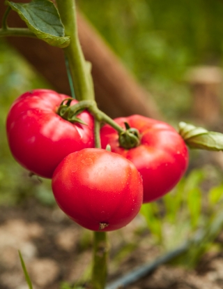 Lapangan, tomat jenis raspberry "Adonis" - Lycopersicon esculentum Mill  - biji