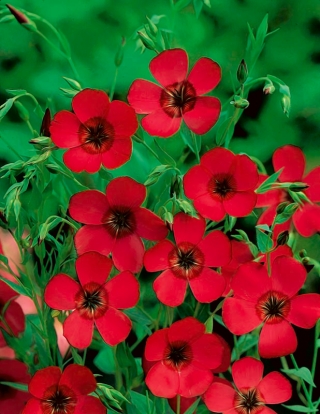 Červený květ lněný - 
