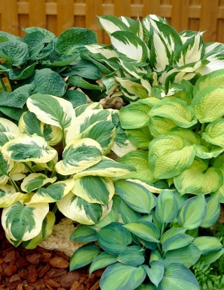 Hosta - variety mix with differently coloured leaves; plantain lily