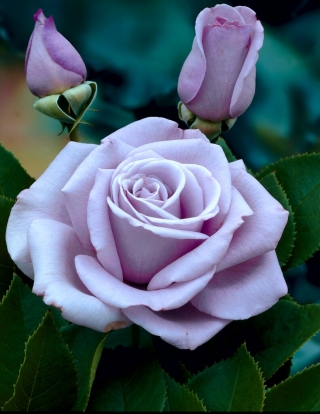 "Dr Blue" storblomstret (Grandiflora) rose - frøplante - 