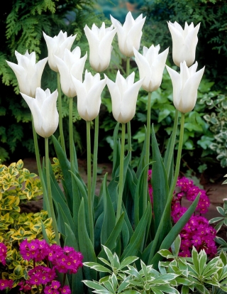 Biely tulipán Triumphator - XXXL balenie 250 ks