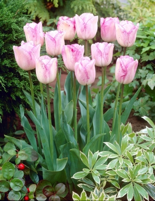 Tulipano Shirley - pacchetto di 5 pezzi - Tulipa Shirley