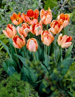 Tulipa de Damasco Papagaio - 5 unidades