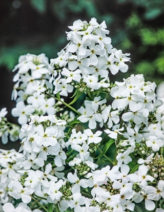 Večernica voňavá - biela - semienka (Hesperis matronalis)