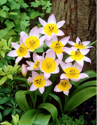 Tulipa Saxatilis - Tulip Saxatilis - 5 bulbs