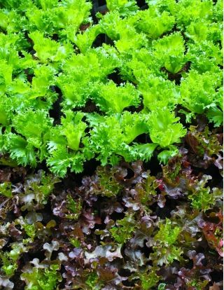 Semințe de salată Lollo Rossa - Lactuca sativa - 950 de semințe - Lactuca Sativa L. var. capitata 