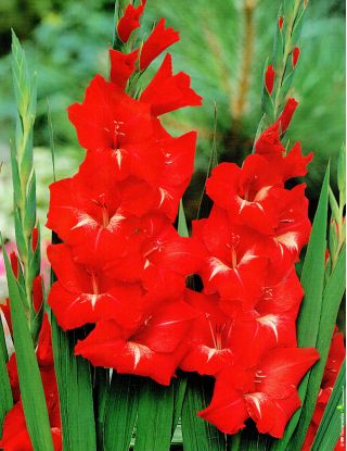 Gladiolus Traderhorn – 9 bulbs in a pot; sword lily