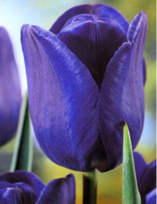 Tulip Blue - แพ็คใหญ่! - 50 ชิ้น - 