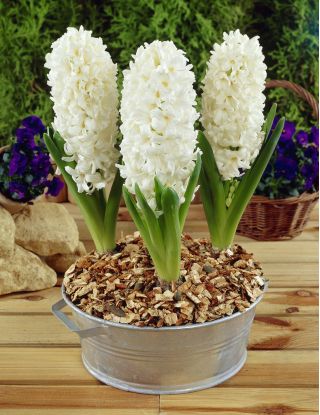 Hyacinthus Aiolos - Hyacinth Aiolos - 3 čebulice