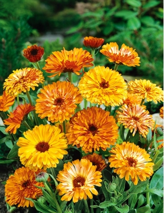 Pot marigold "Deja Vu" - campuran berbagai; ruddles, marigold umum, Scotch marigold - 216 biji - Calendula officinalis