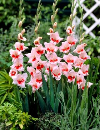 Gladiolus "šokantno" - 5 kosov - 