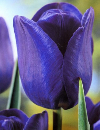 Tulip Blue - XXXL pakket! - 250 stuks - 