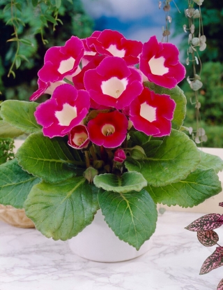 Blanche De Meru gloxinia rosa y blanca (Sinningia speciosa) - ¡paquete grande! - 10 piezas