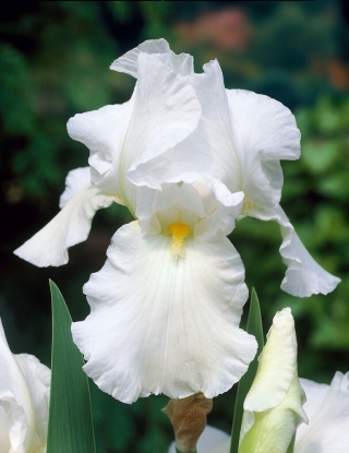 Iris germanica Bela - čebulica / gomolj / koren