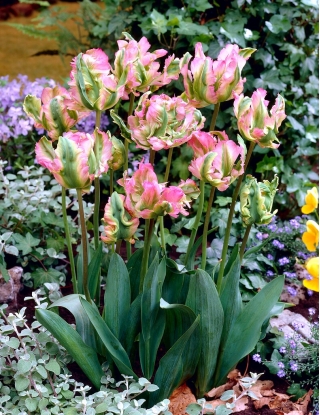 Tulipe Green Wave - Pack XL - 50 pcs