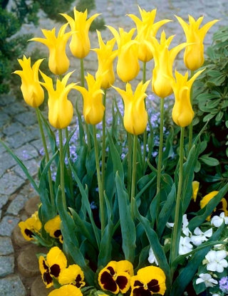 Tulipa West Point - Тюльпан Вест Пойнт - 5 цибулин