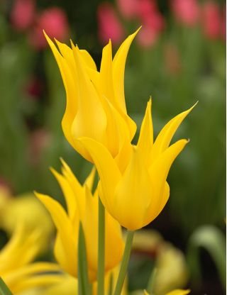 Tulipa West Point - Tulip West Point - 5 βολβοί