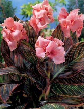 Canna Pink Sunburst - květinové cibulky / hlíza / kořen