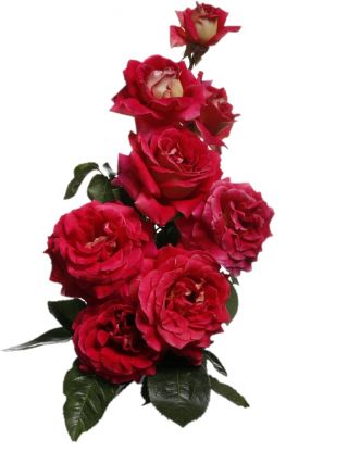 Rosa de flores grandes - rojo - plántulas en maceta - 