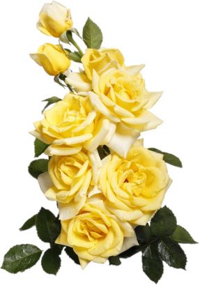 Ruža s velikim cvjetovima - žutika u saksiji - 