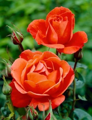 Μεγάλο ανθισμένο τριαντάφυλλο - πορτοκαλί - γλάστρες - 