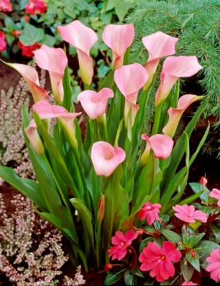 Pink arum lily; pink calla, red calla lily