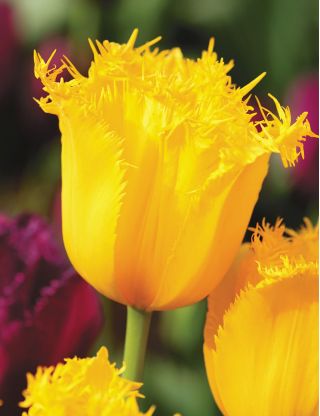 Tulipa Hamilton - pacote de 5 peças