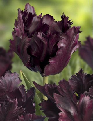 Tulipan Black Parrot - pakke med 5 stk - Tulipa Black Parrot