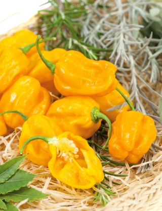 Hot gul peber Habanero Yellow; chili - 