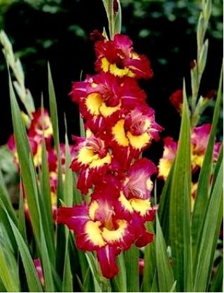 Gladiolus Viễn Tây - 5 chiếc.; Hoa huệ - Gladiolus Far West