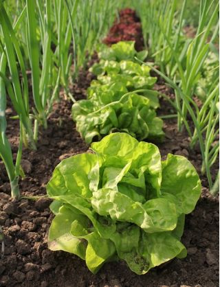 Salata verde Cud Voorburgu - Lactuca sativa - Lactuca sativa L.  - semințe