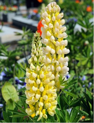 Lupinus, Lupin, Lupin Chandelier - bulb / tuber / root - Lupinus polyphyllus