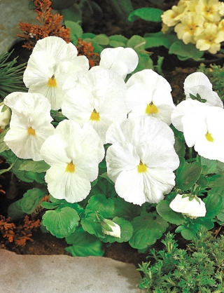 Švajčiarska záhrada maceška - biela - Viola x wittrockiana Schweizer Riesen - semená