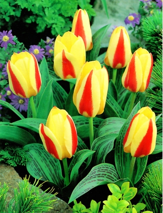 Tulipe 'Gluck' - grand paquet - 50 pcs