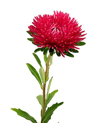 Голка-пелюстка айстра "Інга" - рожево-червона, високий сорт - 450 насіння - Callistephus chinensis 
