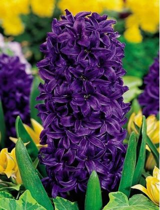 Hyacinth Purple Star - groot pakket! - 30 stuks - 