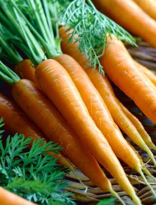 Морква "Перший урожай" - ЛІКУВАННЯ СЕМІ - Daucus carota ssp. sativus  - насіння